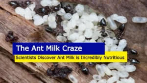 The Ant Milk Craze: Scientists Discover Ant Milk is Incredibly Nutritious